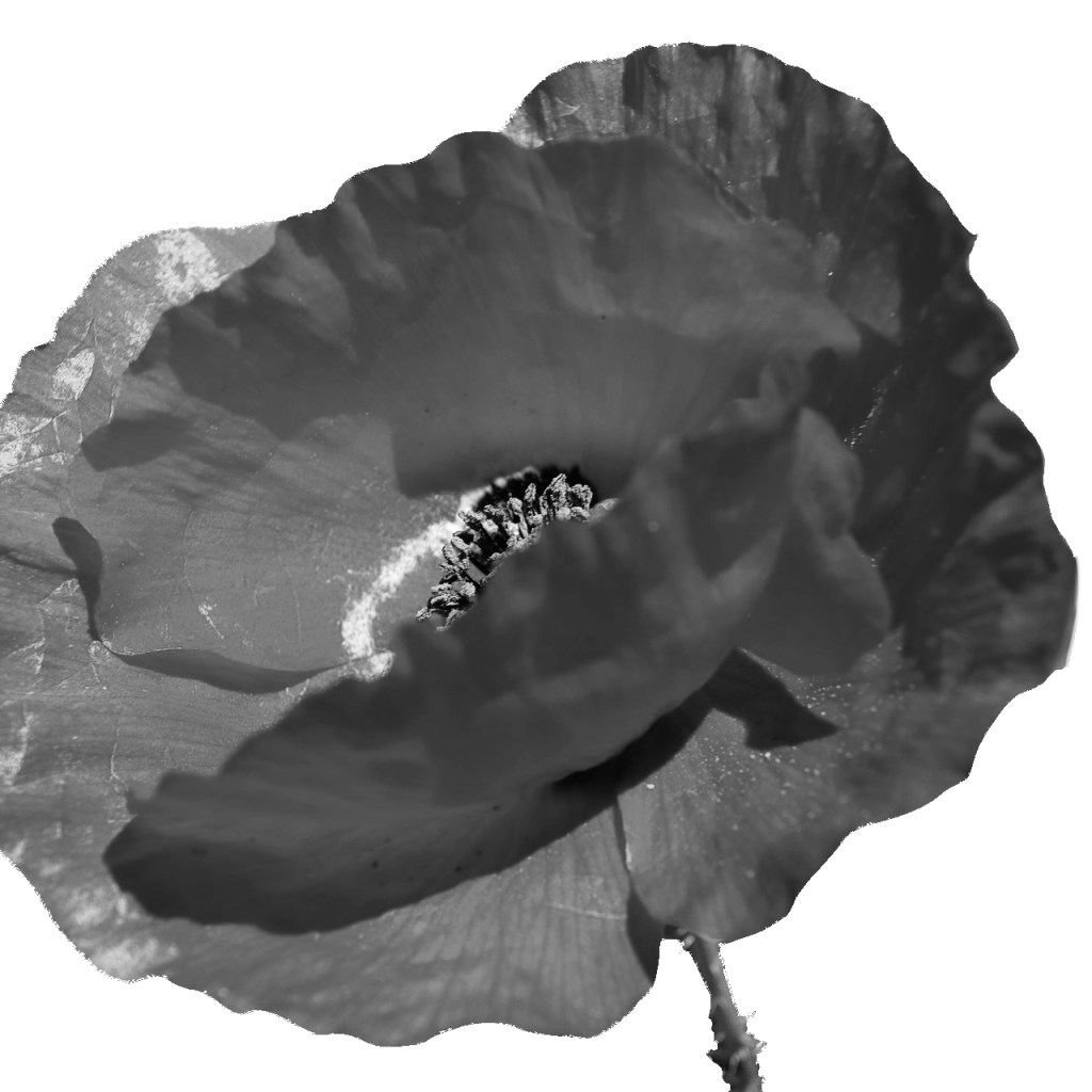 Desaturating the photo helped me find the shadows without being distracted by color..