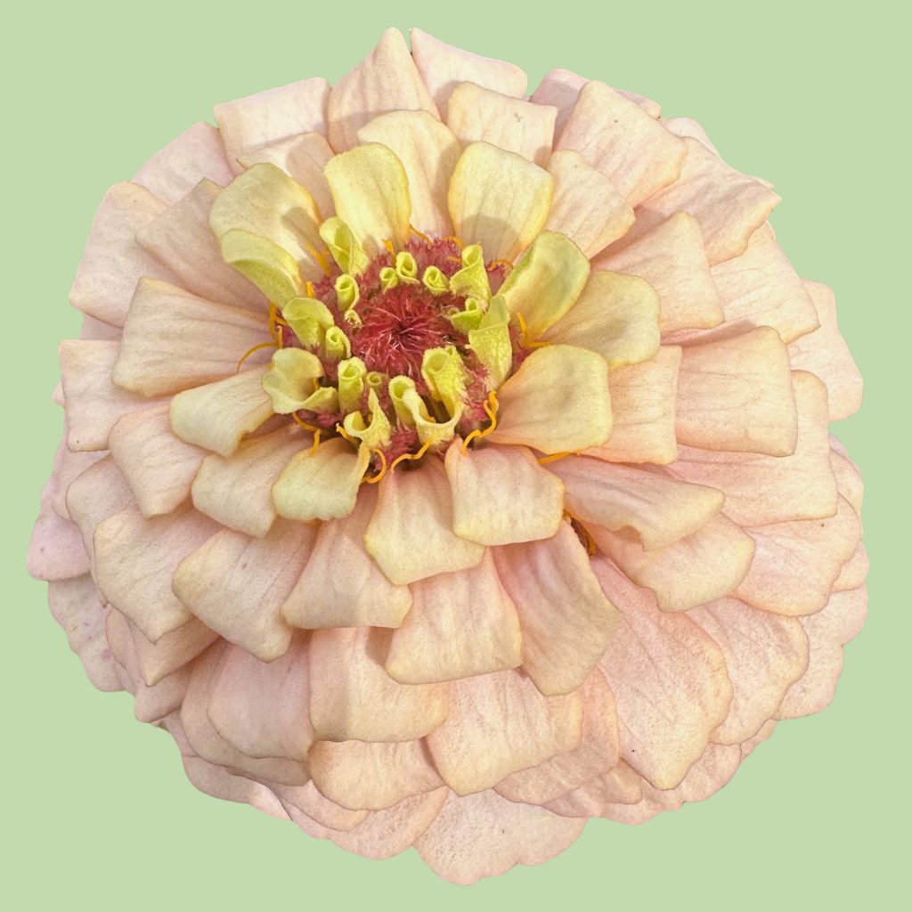 A close-up of a pale beige zinnia flower with soft hints of yellow and pink, set against a light green background.