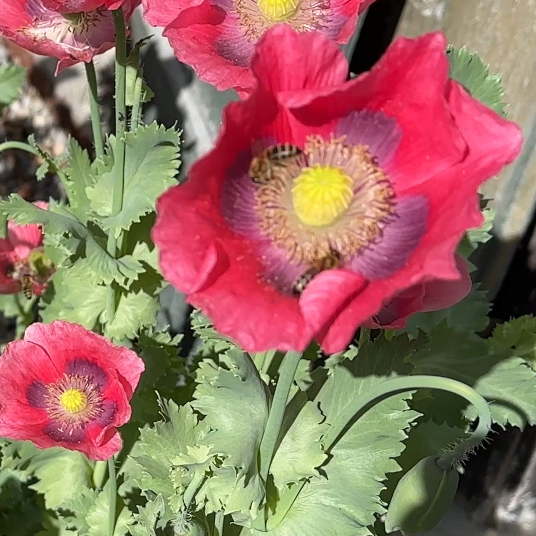 Close-up of two pink poppy blossoms with ruffled petals and a purple-and-yellow center, bees gathering pollen, in Bea Grob's garden in Switzerland