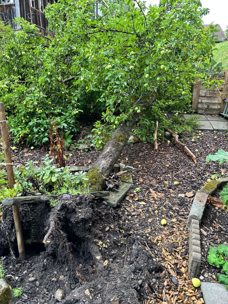 A fallen apple tree in a garden, with exposed roots and surrounding greenery, including unripe apples on the branches and ground.